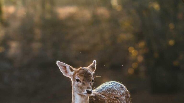 What Are Useful Cricbet99 Tips And Tricks?